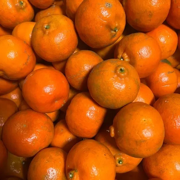 当季新鲜四川大红袍橘皮薄多汁清甜水果4斤装