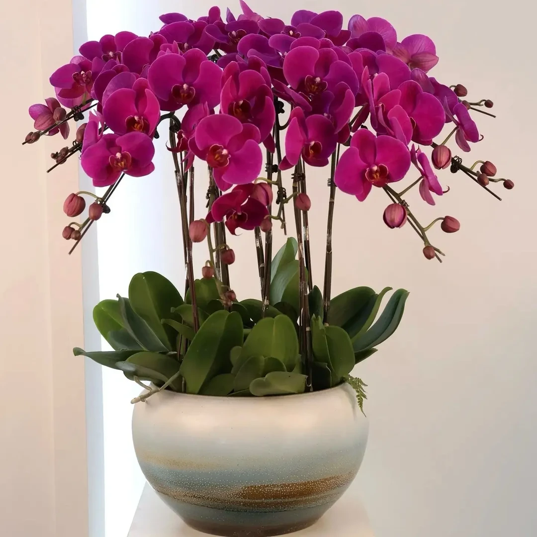 沈阳同城8株特级蝴蝶兰盆栽大苗带花剑带花苞