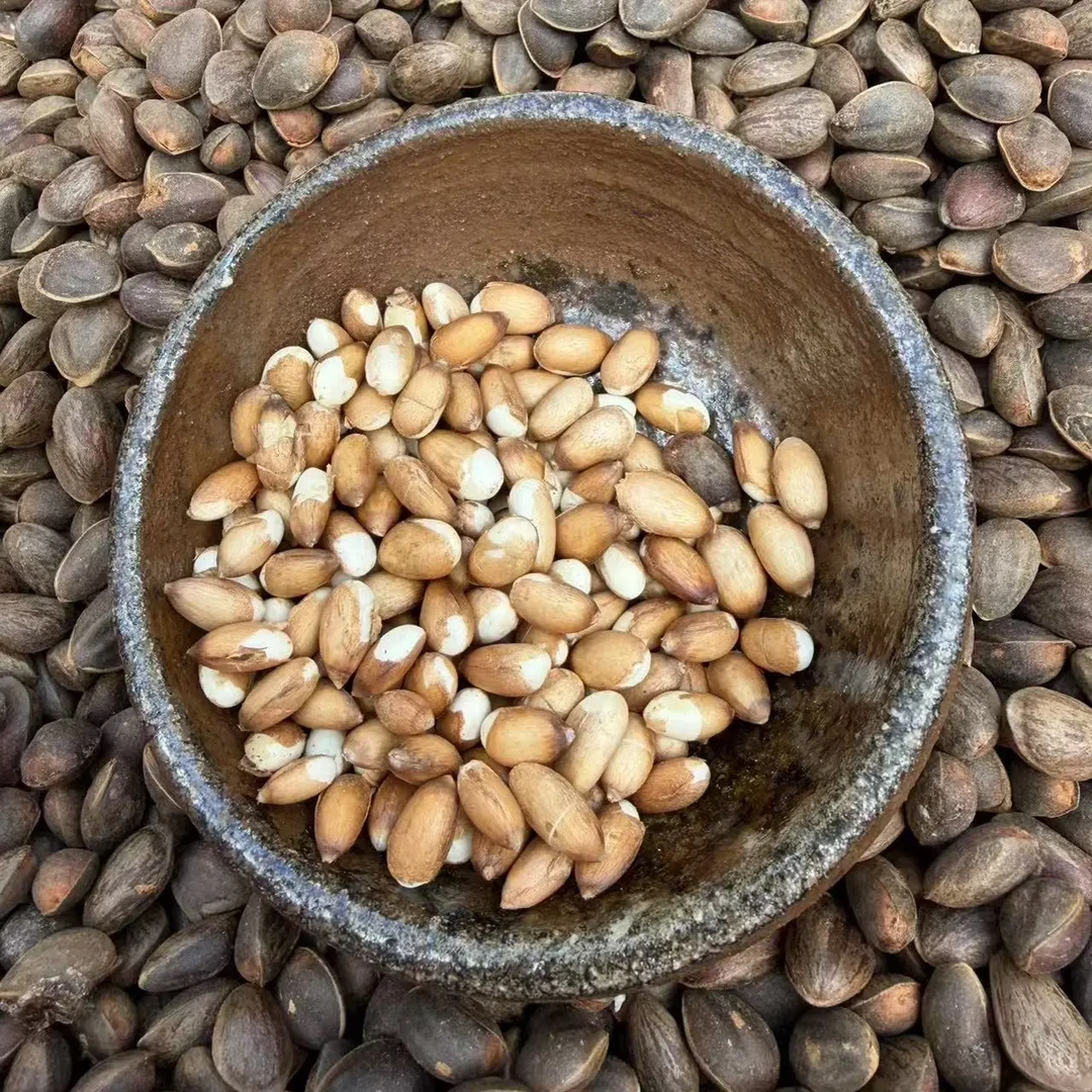 云南新鲜生松子原味薄皮落水松未加工饱满大颗粒松子