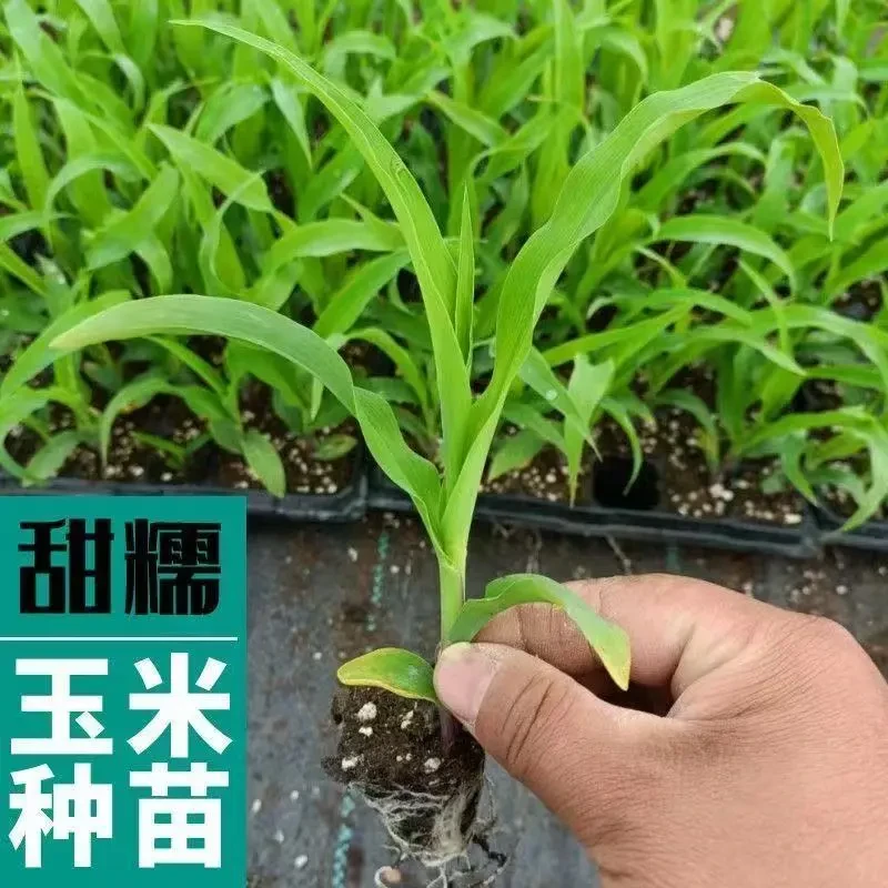 正宗东北糯玉米甜糯玉米秧苗软糯香甜四季庭院露天种植带土发货