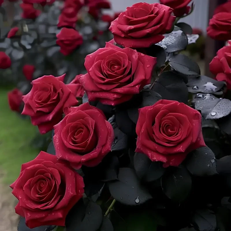 红色玫瑰花老桩室内花卉植物浓香好养四季开花精选玫瑰苗绿植盆栽