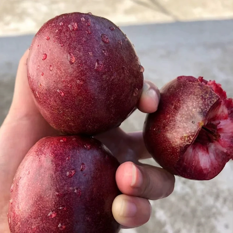 海安紫桃树苗特大红肉血桃苗嫁接紫油桃树果苗南北方果树盆栽地栽