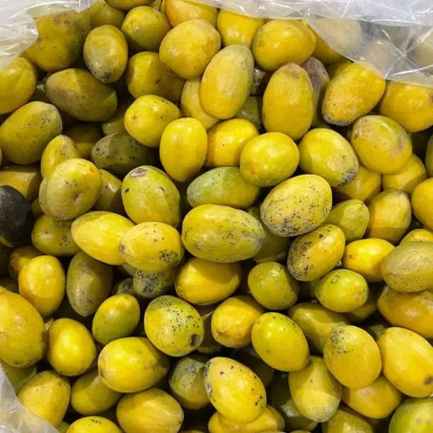 潮阳本地老树小花皮三捻橄榄新鲜采摘生吃煲汤泡酒甘香回甘