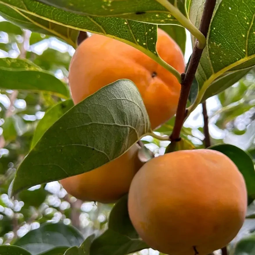 陕西阳丰巧克力脆柿新鲜应季水果清甜可口脆甜多汁山野太秋脆柿