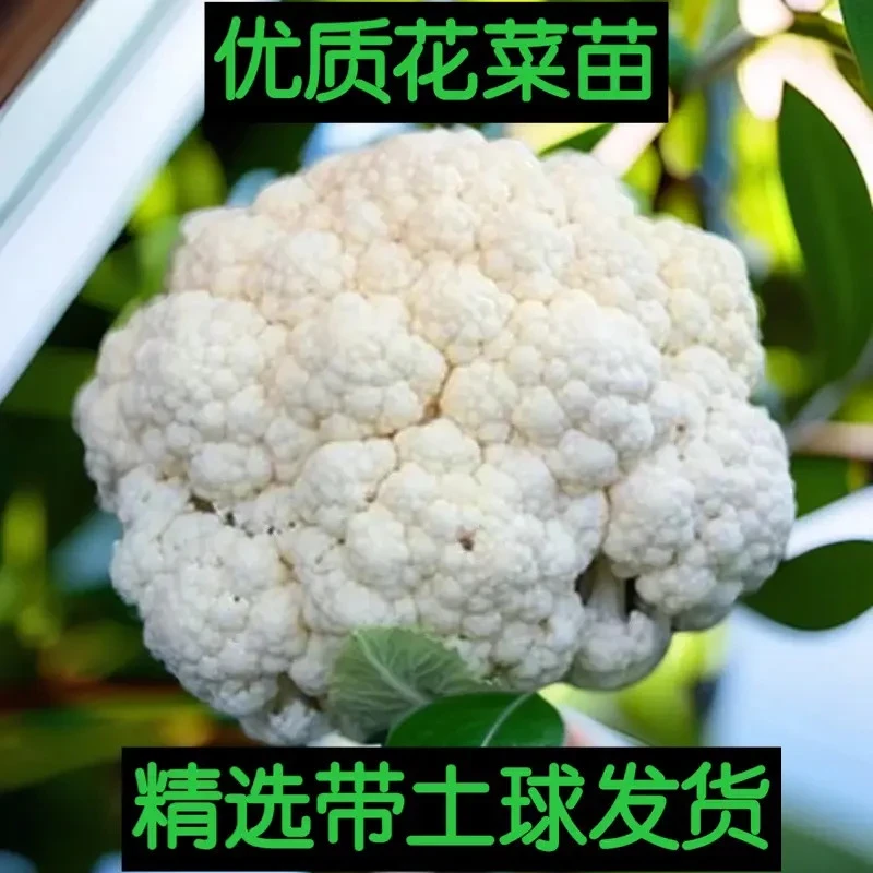 花菜苗优质花菜苗正品青梗松花椰菜菜花苗盆栽阳台庭院带土球发货