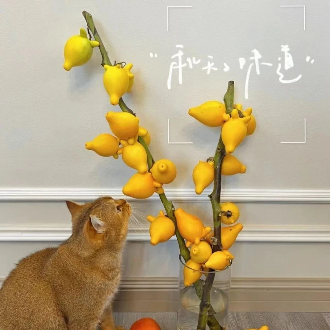 五代果同堂黄金落地款鲜切枝云南基地直发鲜花福禄果花期长做干花