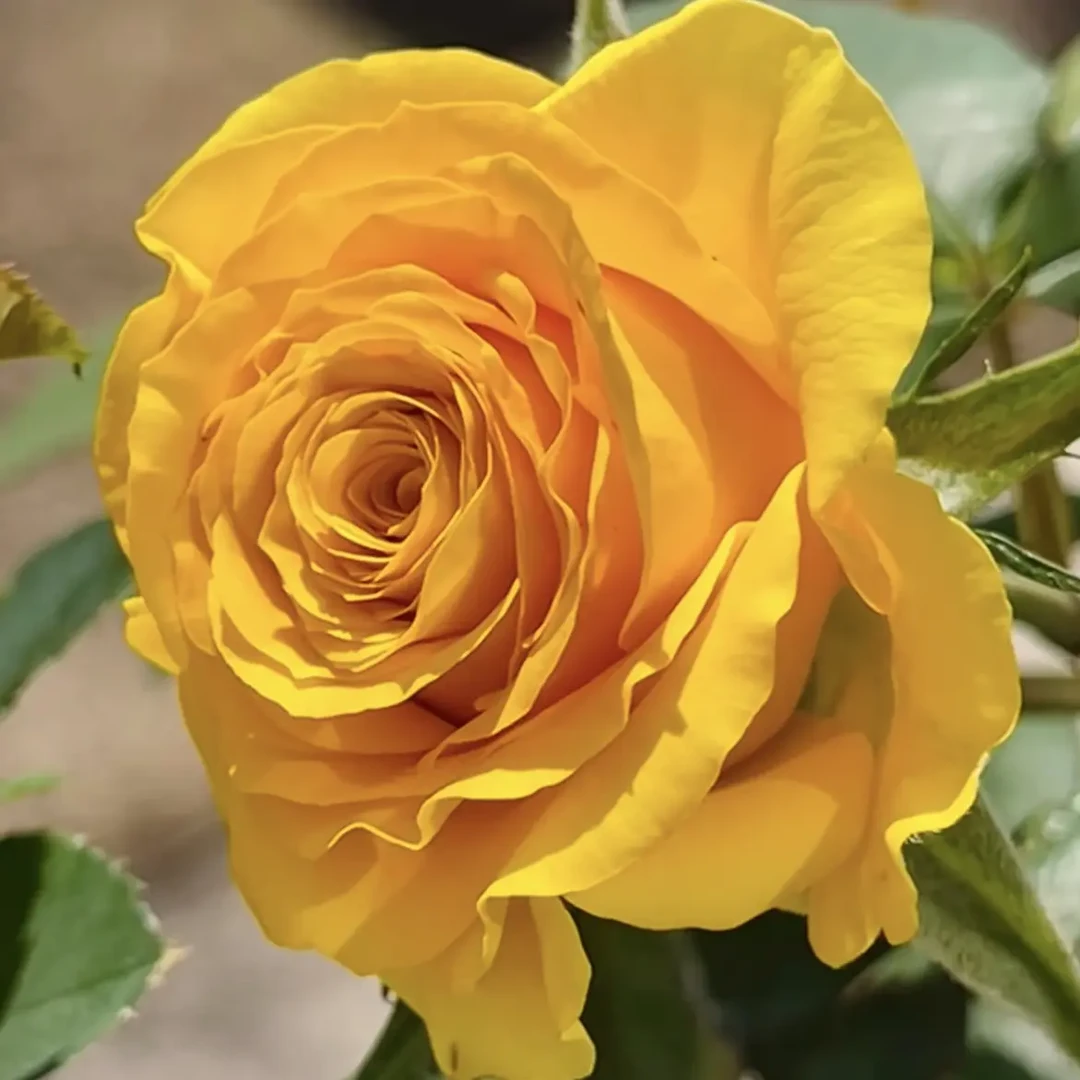 【苏格兰黄油】月季阳台庭院大花卉灌木月季切花玫瑰带花苞盆栽绿植