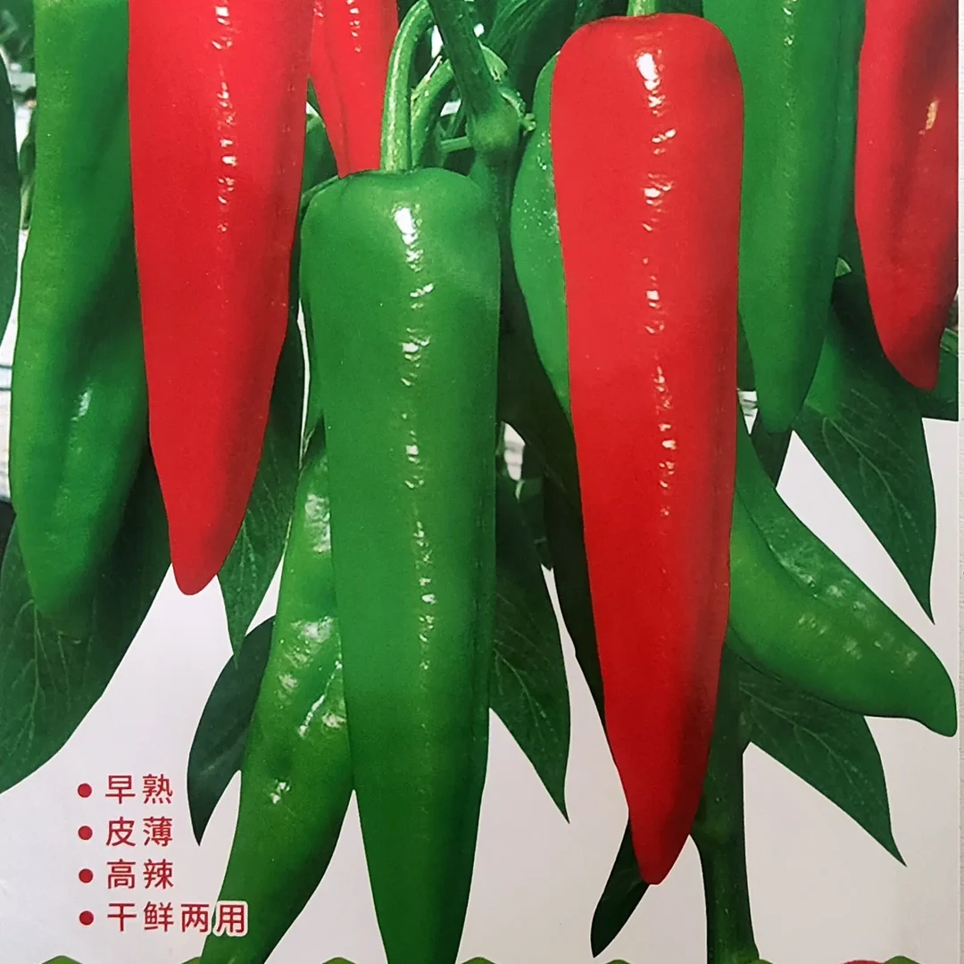 必丰43大果辣妹子结果多早熟皮薄高辣干鲜两用抗病高产蔬菜种籽