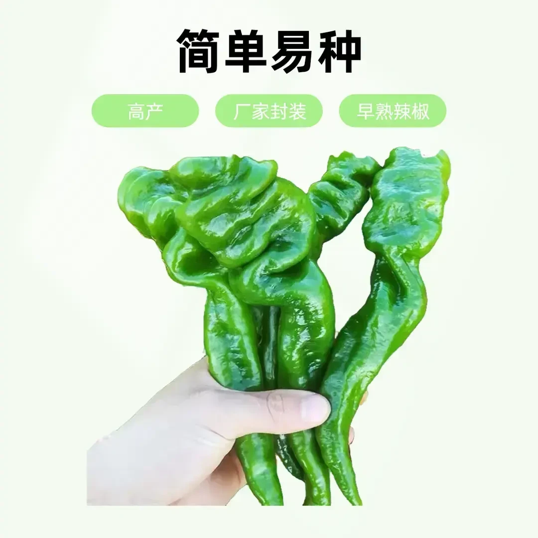 螺丝椒种子香辣早熟抗病薄皮尖椒超辣庭院阳台四季盆栽辣椒籽