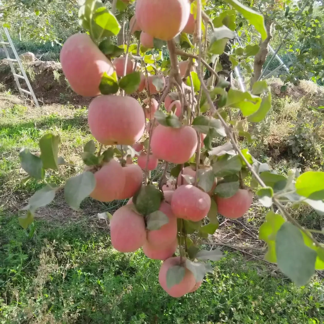 新疆图木舒克市唐王古城蟠桃冰糖心苹果