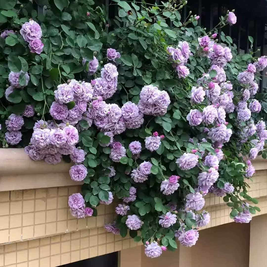 蓝色阴雨藤本月季大苗蔷薇花苗爬藤四季开花阳台庭院花卉植物玫瑰