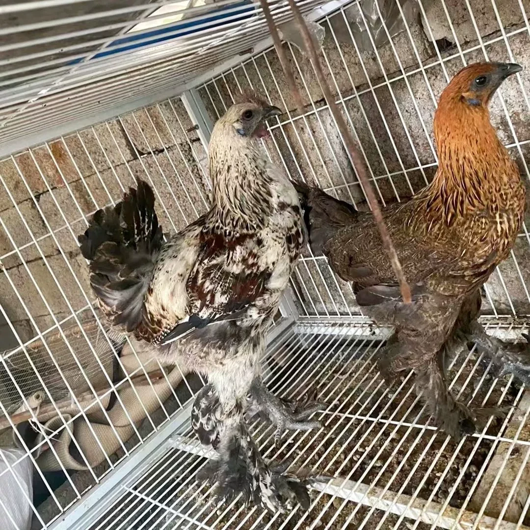 6两无量山宠物鸡小鸡宠物鸡婆罗门鸡