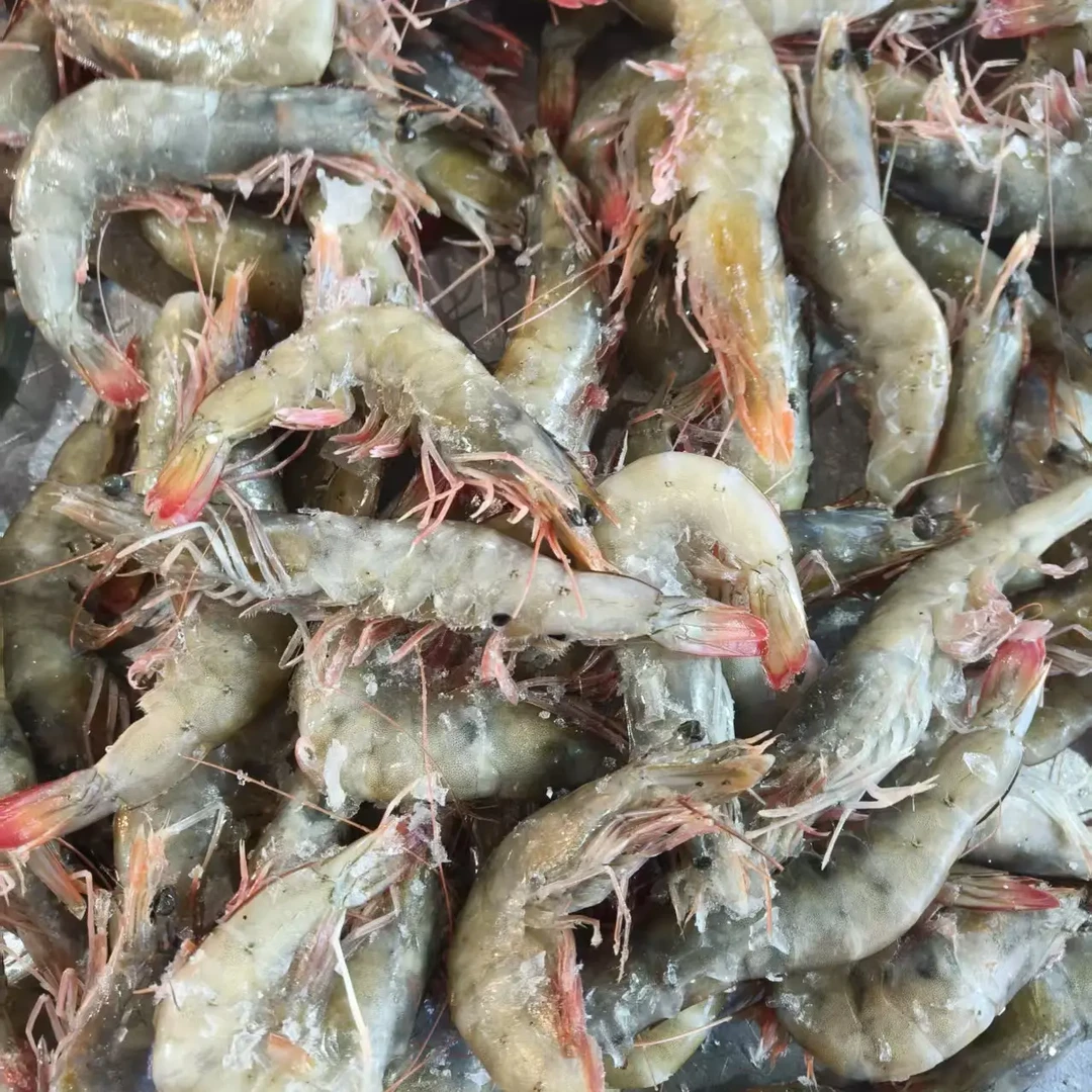 【码头直发】海洋红尾虾大虾