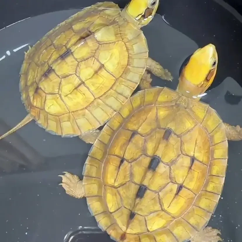 多种品种乌龟活体宠物观赏适合家养的小乌龟