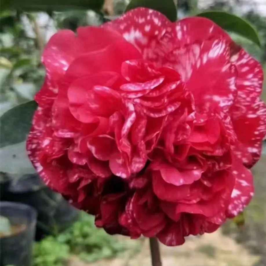 茶花一物一拍链接，适合庭院阳台种植
