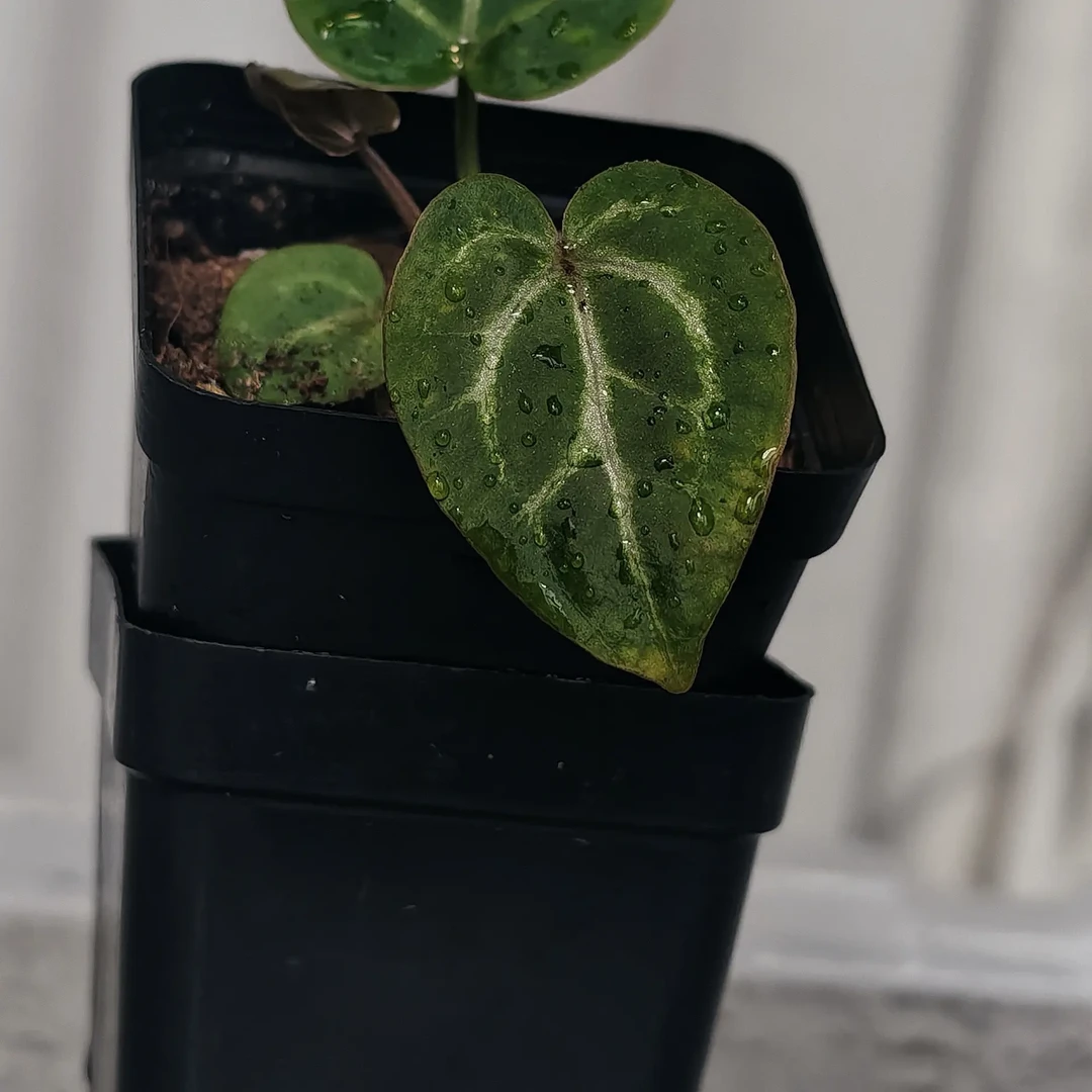 自繁  美版skg银红X红色骨纹  花烛小苗