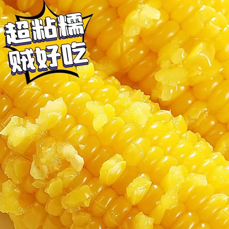 [试吃8根]东北香甜黄糯玉米真空运明袋包装15根整箱8-9斤-雨扬