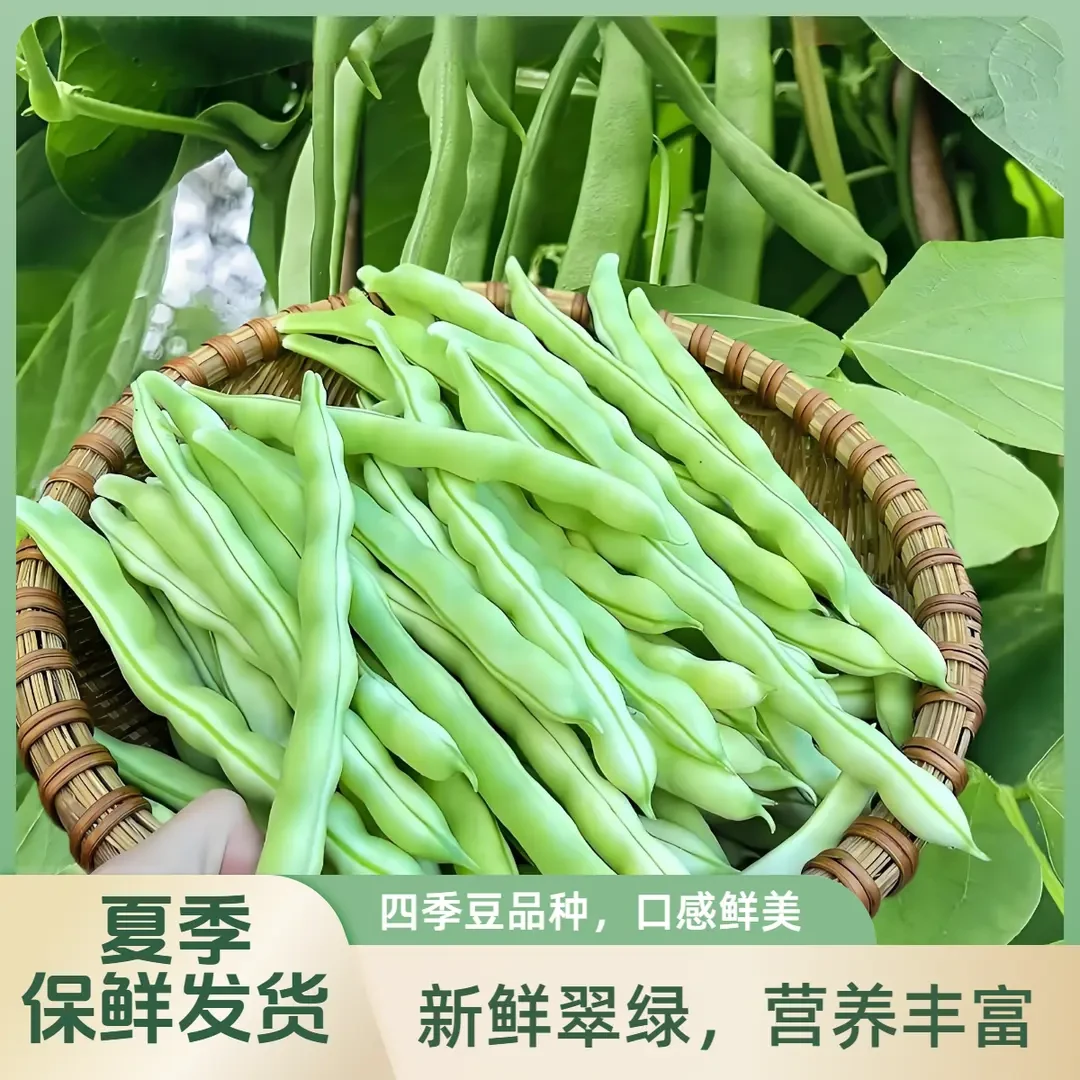 新鲜四季豆现摘现发
