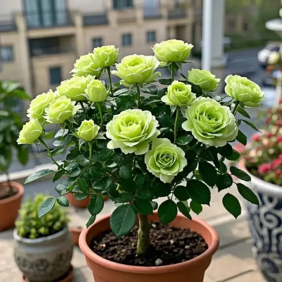苏格兰绿玫瑰苗,四季玫瑰花盆栽浓香型绿植庭院阳台耐寒玫瑰苗