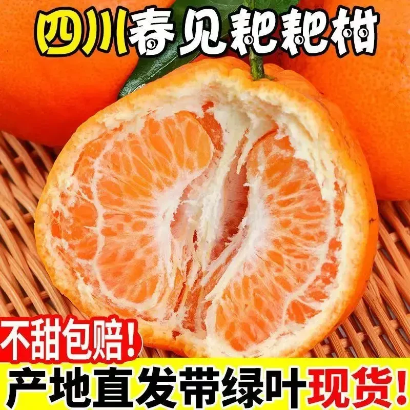 过年宠粉福利（现摘现发）四川春见耙耙柑应季新鲜果正宗柑橘整箱