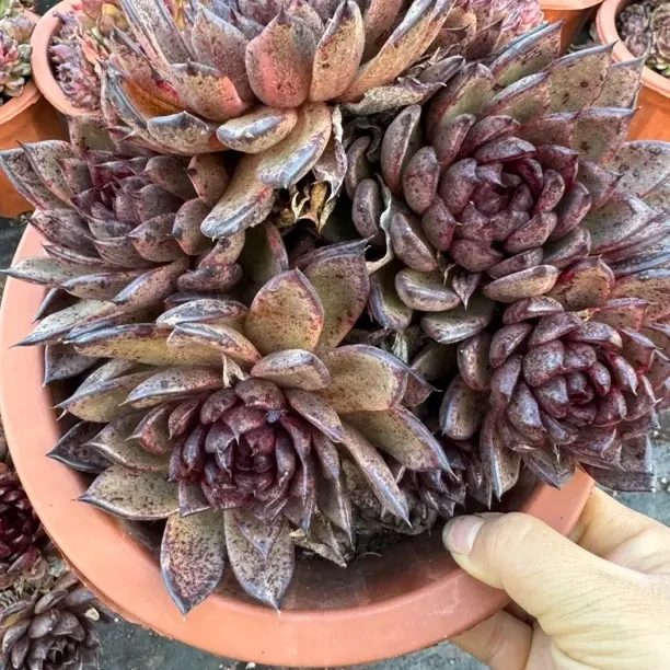 新手好养暗黑水晶多肉植物适合室内阳台净化空气