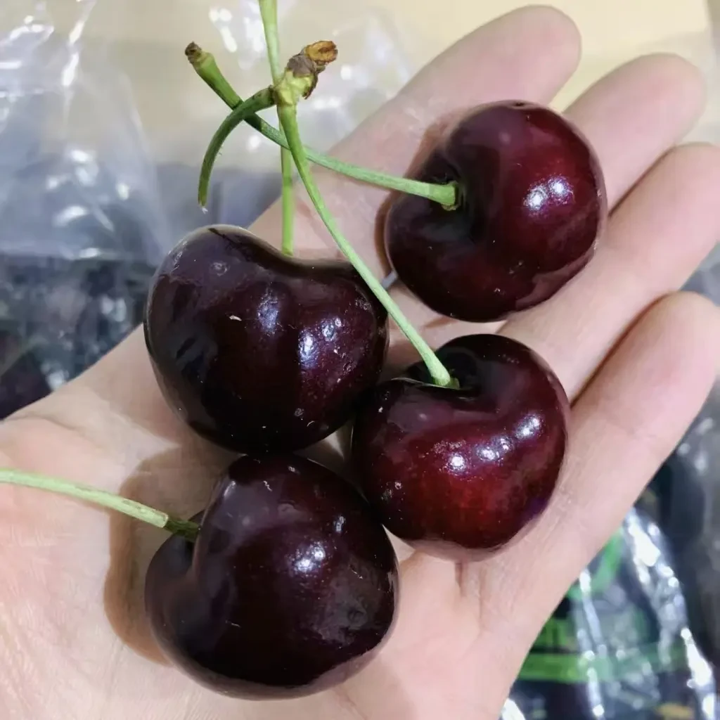 进口海运智利桑提娜JJD车厘子（内附果径卡）