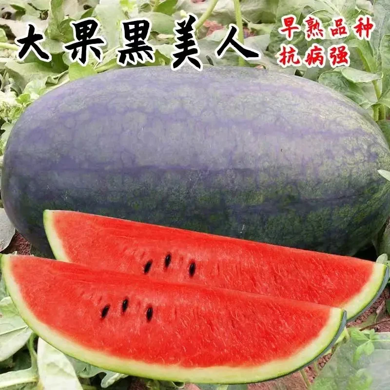 黑美人西瓜种子大果型巨型黑皮红肉瓤春夏季超甜无籽西瓜蔬菜种子
