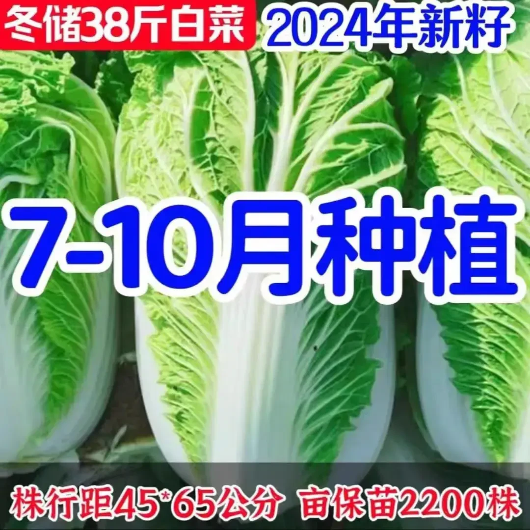 【冬储38斤大白菜种子】耐储存耐热耐寒大白菜籽夏播秋播大白菜种子