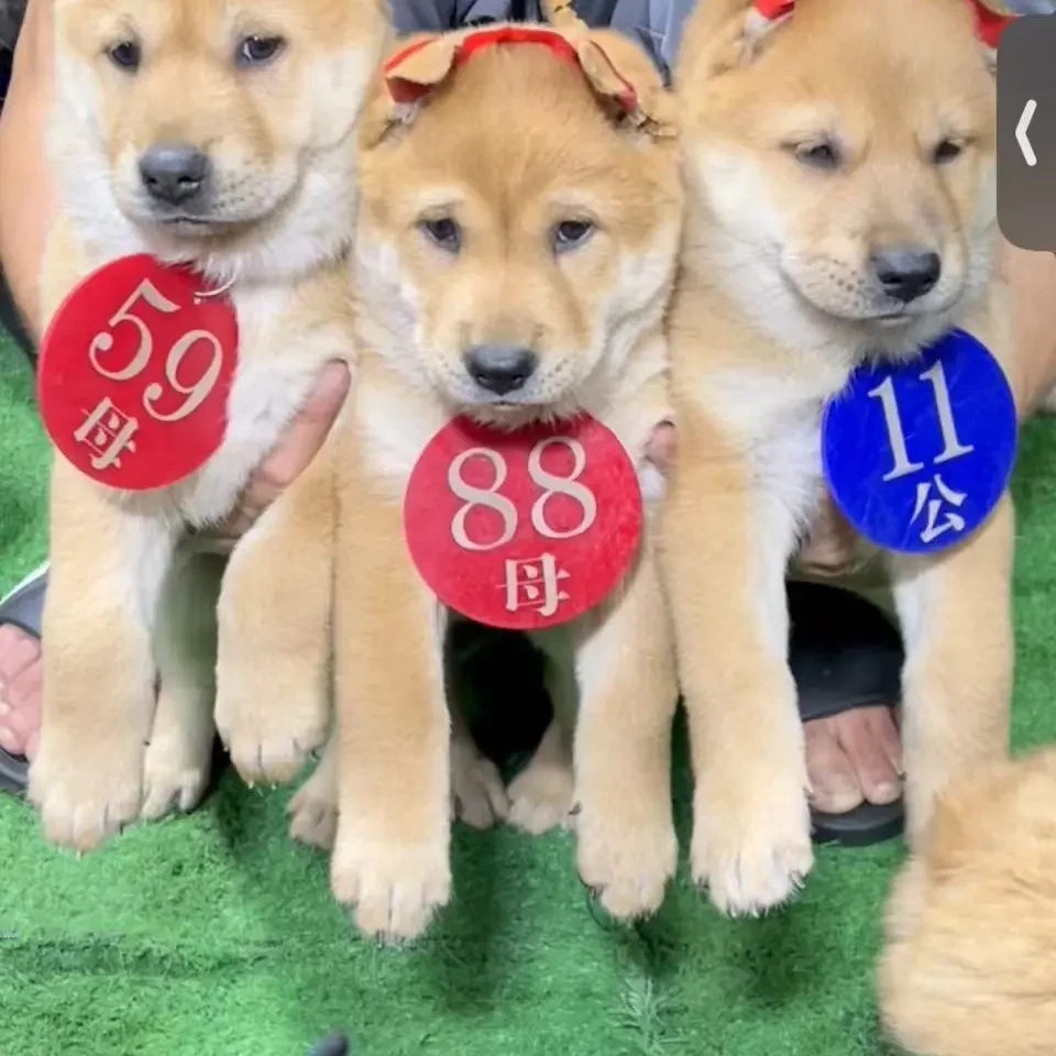 中华田园狗纯种土狗适合看家护院可爱宠物