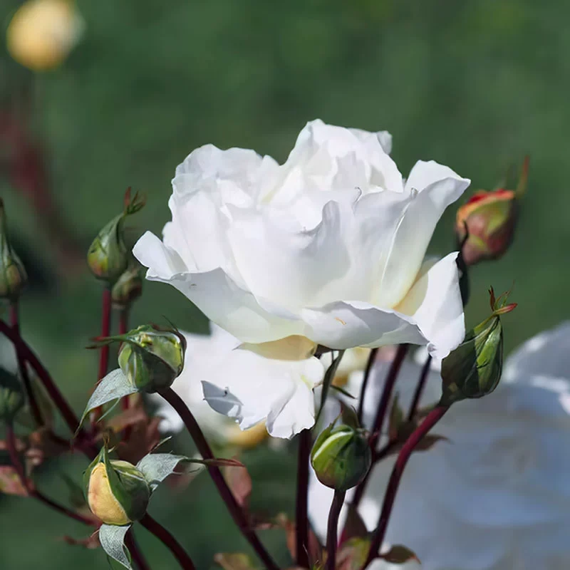 导师之花月季 科德斯 灌木大花 乳白色/淡黄色直立勤花抗病长势快