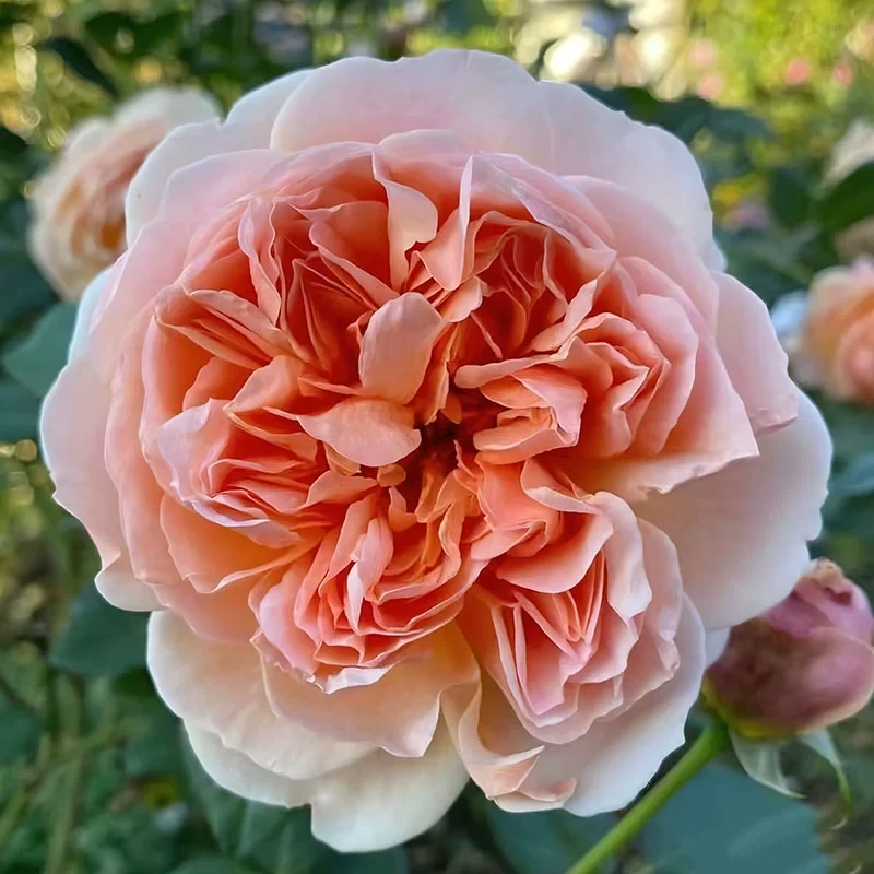 蒂尼月季 吉池真藏 灌木大花浓香 橙红色 多头勤花 抗病 多季开花