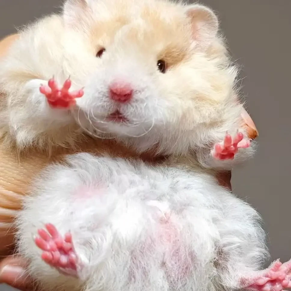 【家养温顺】保温藤盒运输金丝熊直毛卷毛可上手宠物仓鼠京东包邮