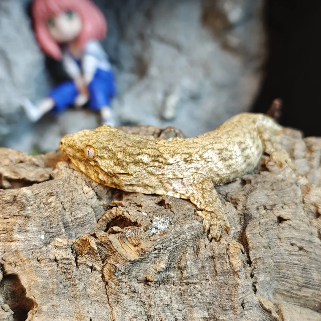 爬宠R属巨人守宫主岛MTKf隐黑化