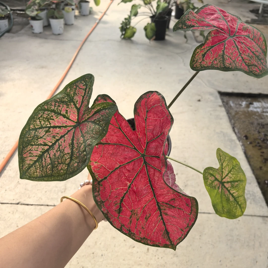 [量拍链接]泰版月光覆盆子，全状态红透室内摆放。