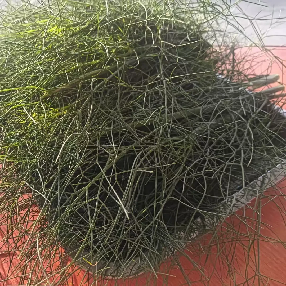 农家新鲜茴香菜当季蔬菜现采现发包饺子馅必备（新疆等地无法配送）