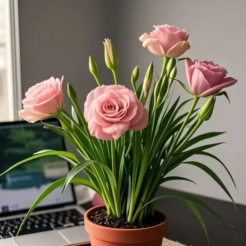 福缘香花盆栽南北种植培育懒人花卉简单好养水土种植轻松享受花香