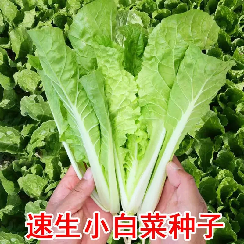 【快菜家庭园艺适用】小白菜种子南方四季种北方两季种子HD1000