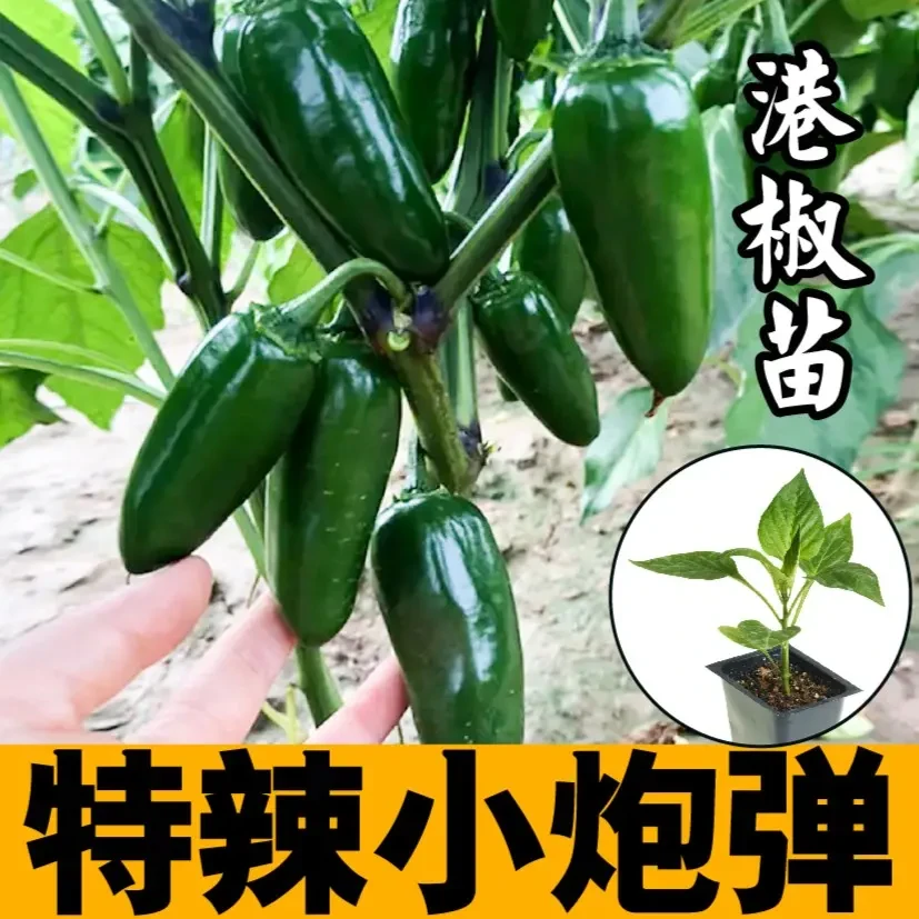 特辣小炮弹港椒苗秧种子泡椒春秋四季阳台盆栽带土朝天小米辣椒籽