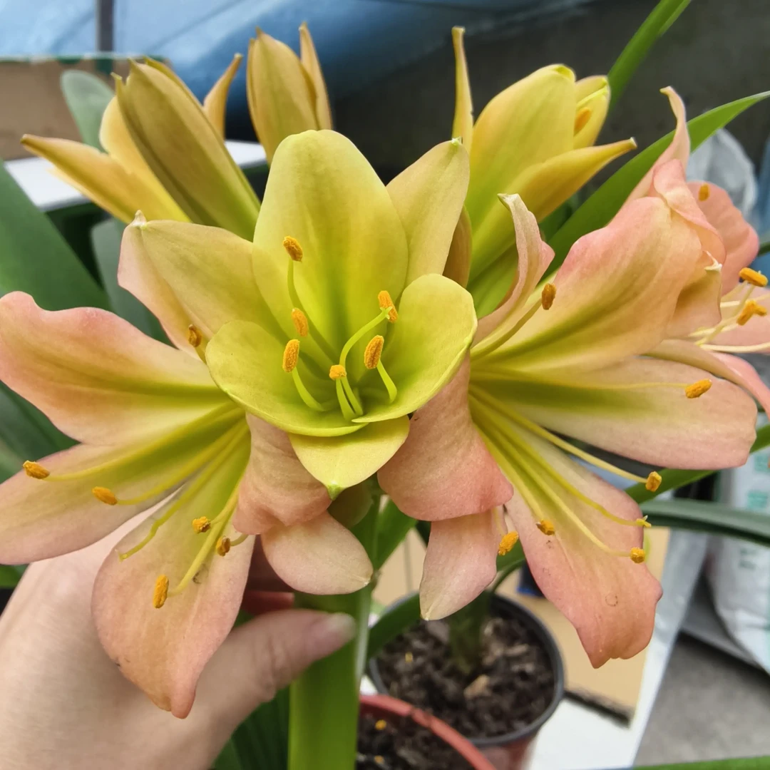 君子兰开花好养活室内外盆栽植物