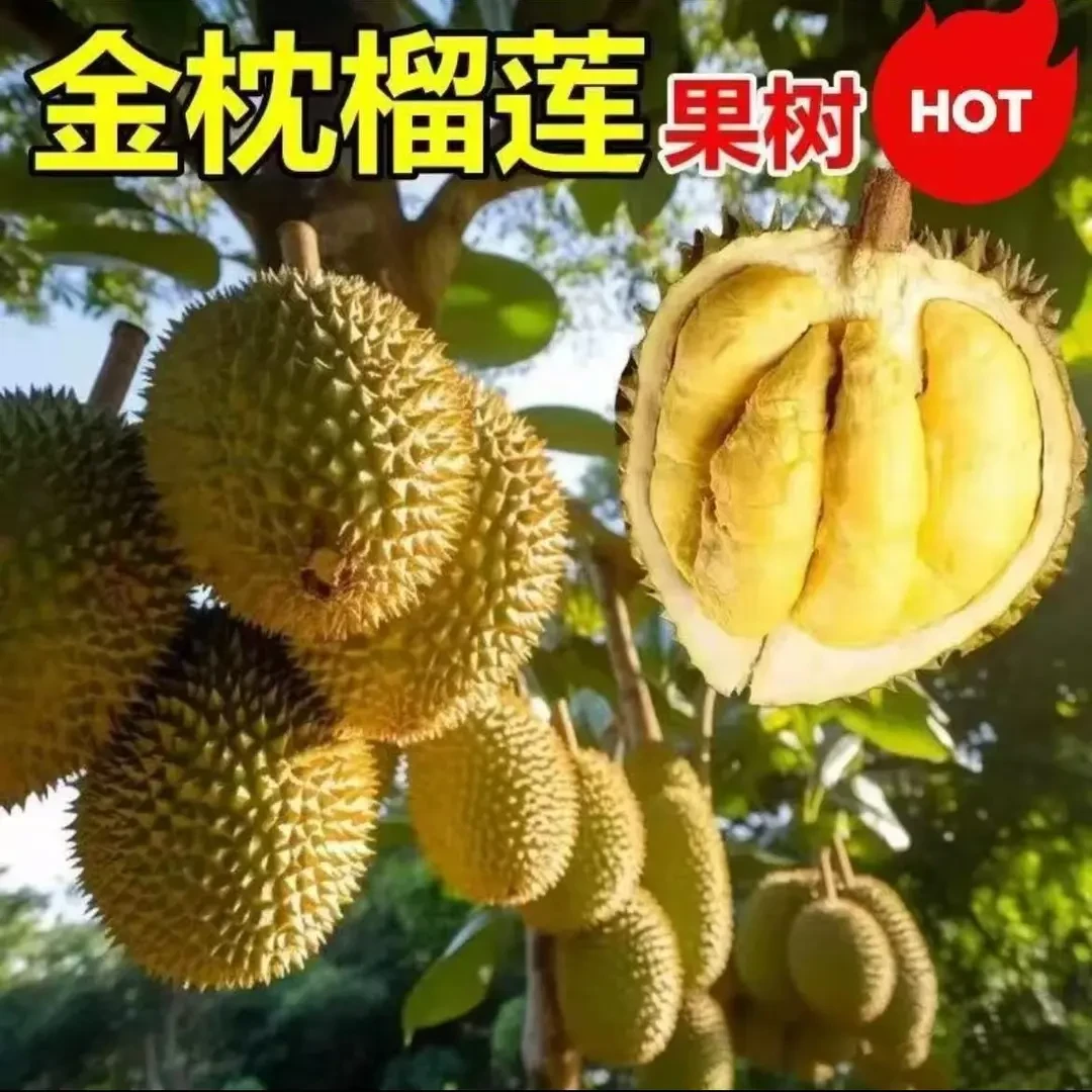 金枕榴莲树苗耐寒耐高温 南方北方种植 猫山王榴莲苗当年结果