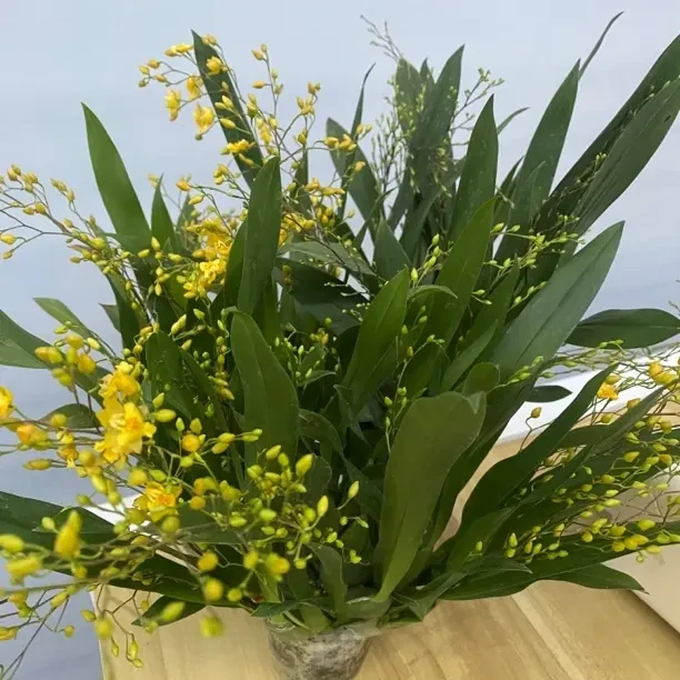 多花剑带花苞浓香型梦香兰文心兰两盆