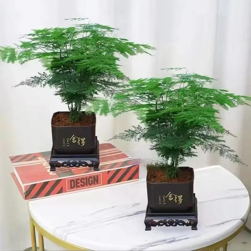 买一送一【发2套】文竹盆栽室内植物迷你客厅办公桌面绿植四季常青