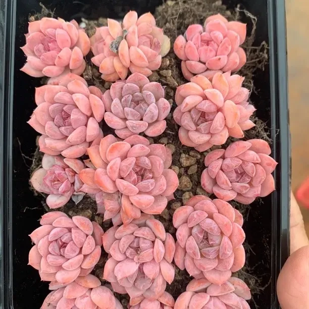 精控溏心多肉切糕