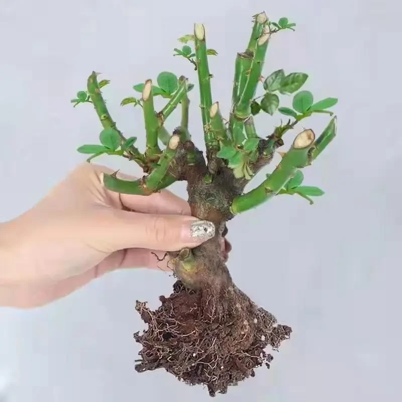 玫瑰老桩花苗月季花大花浓香花卉盆栽观花绿植室外阳台庭院四季