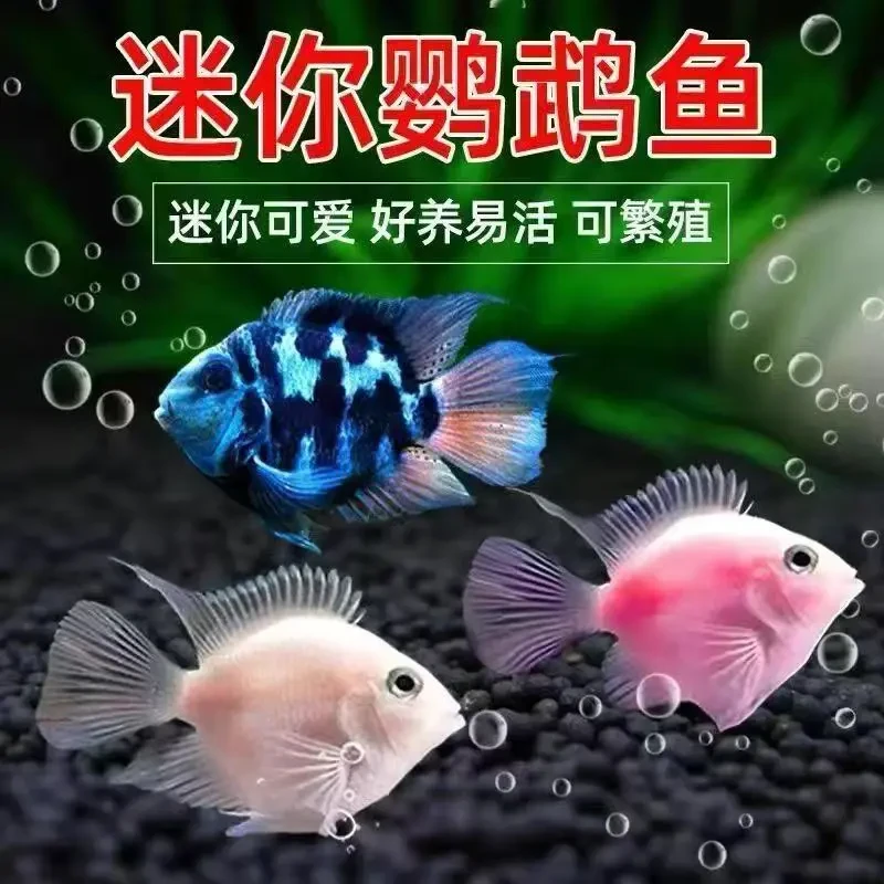 迷你鹦鹉鱼宝蓝白金小型热带鱼耐活好养可繁殖适合水族造景