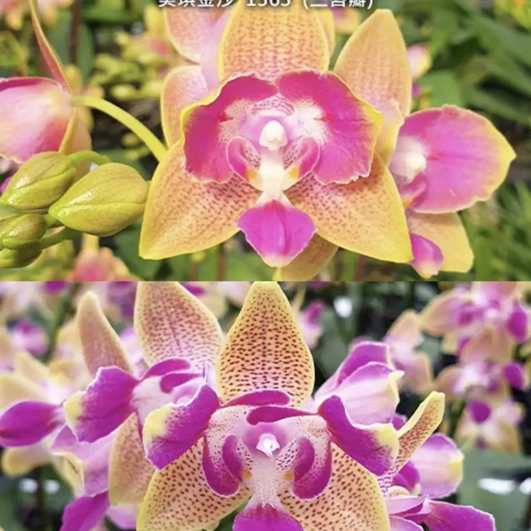 繁花说【2.5寸美琪金莎】两眼三唇带花带花苞（5度以下拍保温棉）