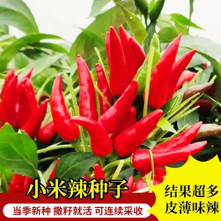 (拍2发3)小米椒朝天椒青椒农家自种新鲜尖椒泡椒朝天辣椒蔬菜种子