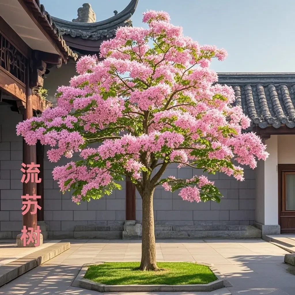 梦幻流苏树苗四月雪油根子南北方好养耐寒耐热室内外庭院盆栽花卉