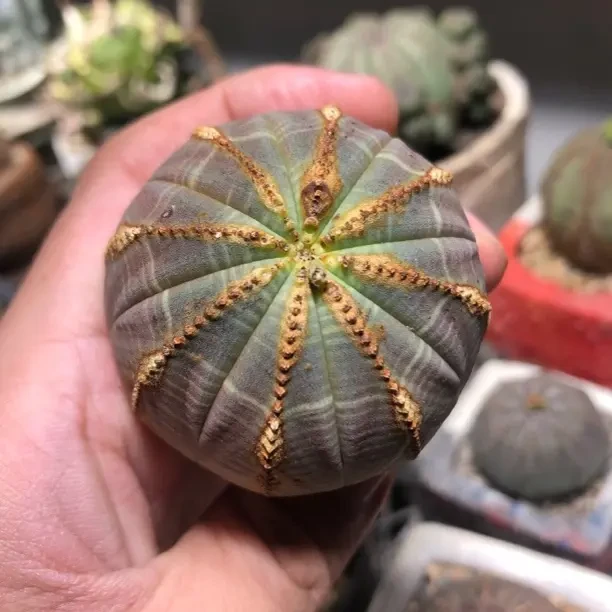 稀有布纹球无刺开花仙人球多肉植物室内办公室盆栽美观防辐射