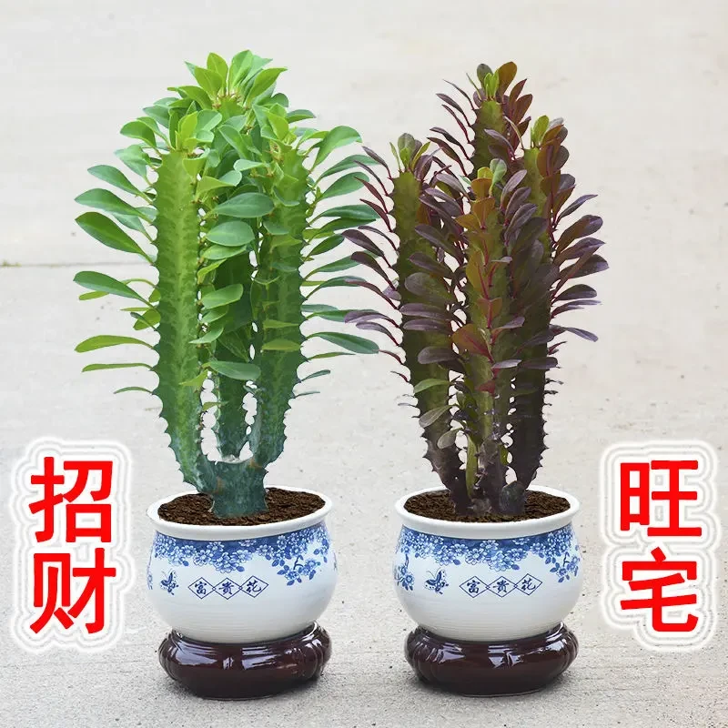 招财优质龙骨植物盆栽办公室室内客厅吸甲醛净化空气玉麒麟观赏